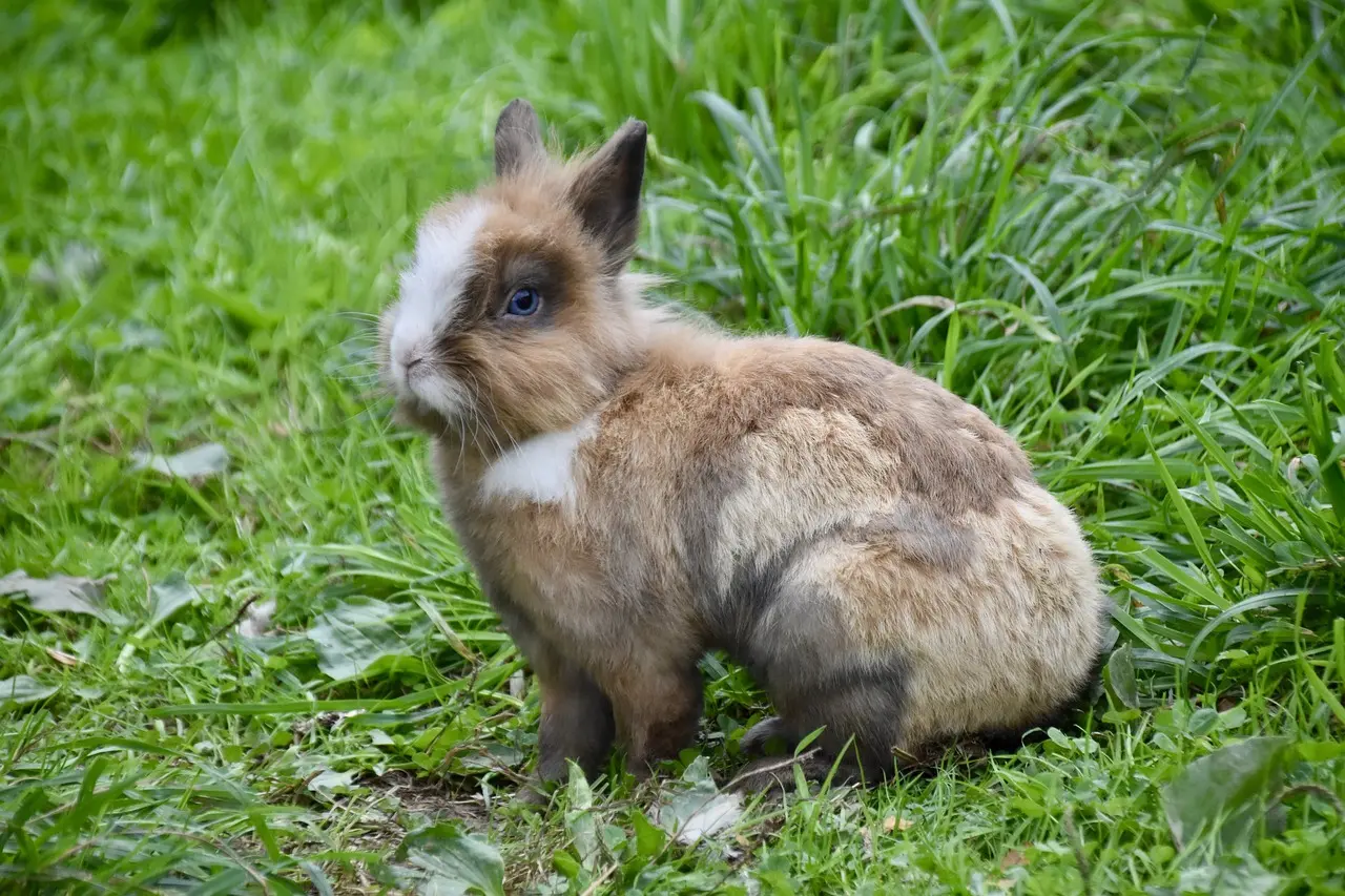 Le lapin male ou femelle voici comment savoir