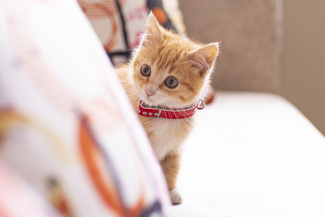Dresser un chat voici nos astuces et conseils