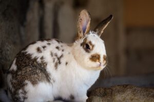 est ce que les lapins hibernent